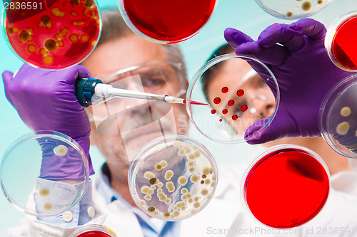 Image of Senior life science researcher grafting bacteria.