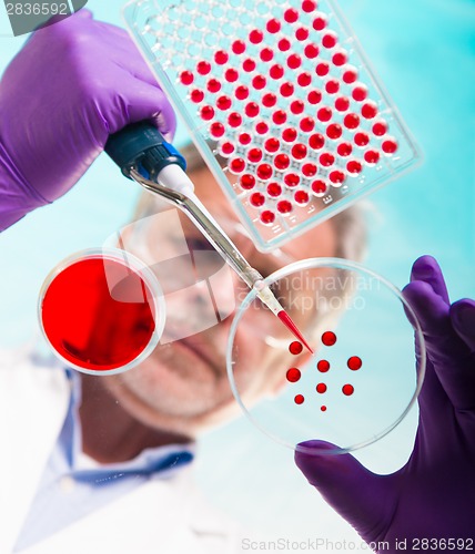 Image of Senior life science researcher grafting bacteria.