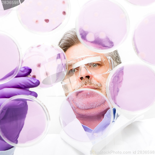 Image of Senior life science researcher grafting bacteria.