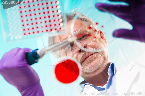 Image of Senior life science researcher grafting bacteria.