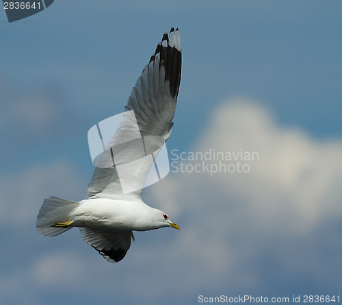 Image of Common gull