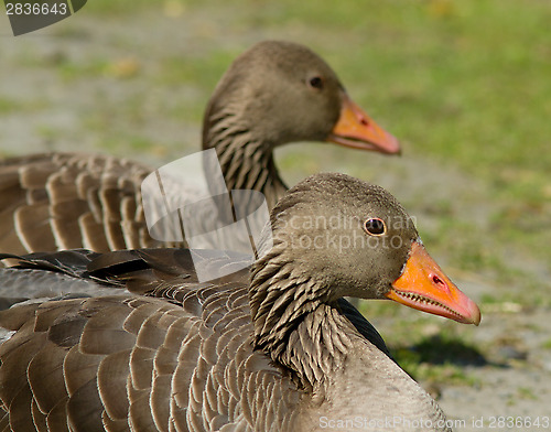 Image of Greylag Goose