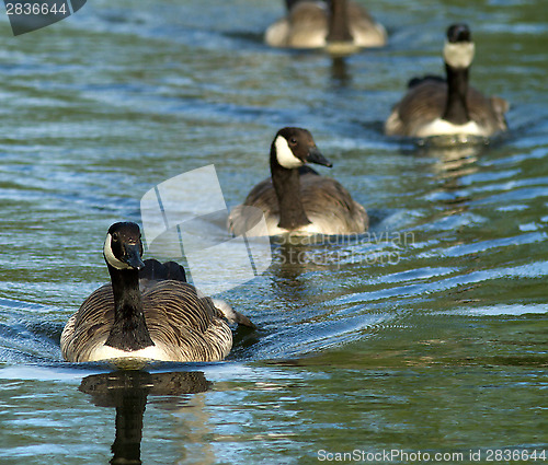 Image of Canadian Goose