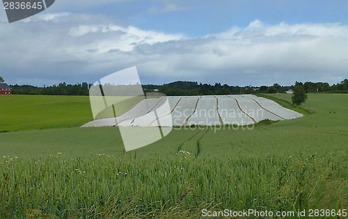 Image of Farmland