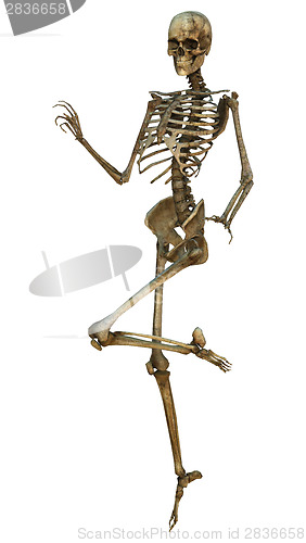 Image of Human Skeleton
