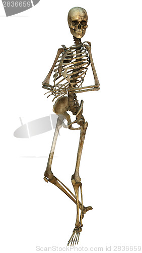 Image of Human Skeleton