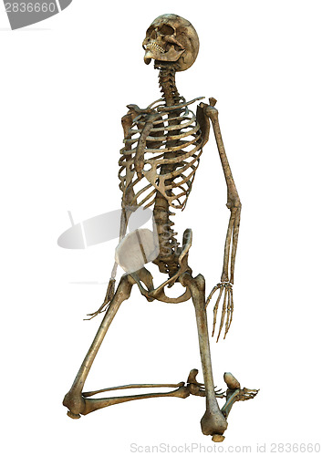 Image of Human Skeleton