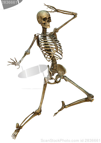 Image of Human Skeleton