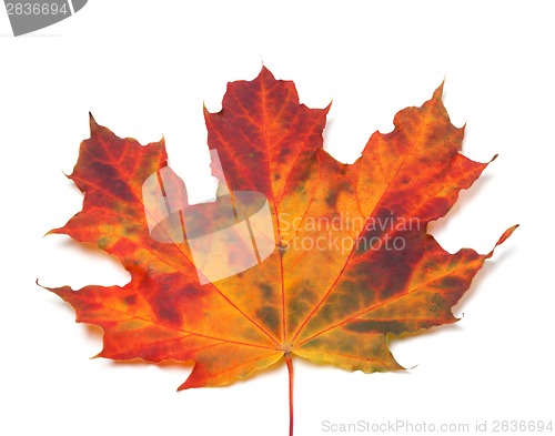 Image of Autumn maple-leaf. Close-up view