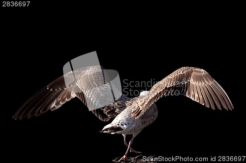 Image of Soaring seagull