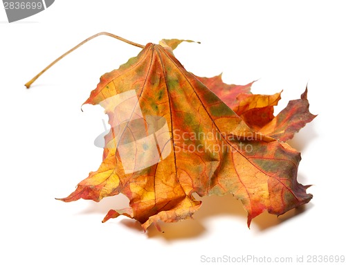 Image of Autumn maple-leaf