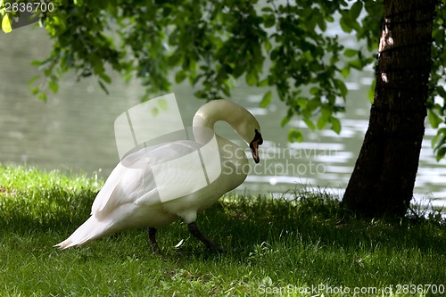 Image of Mute swan on grass under tree