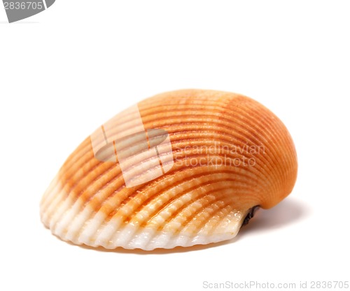 Image of Seashell isolated on white