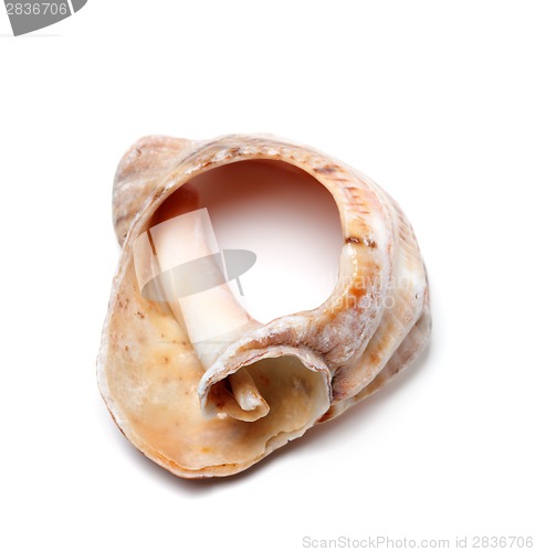 Image of Broken rapana shell