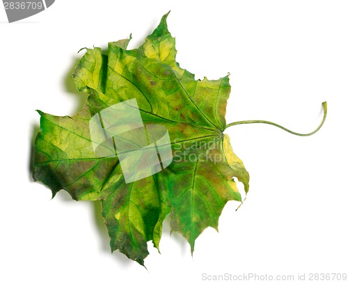Image of Yellowed maple-leaf on white background