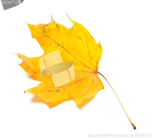 Image of Autumn yellowed maple leaf