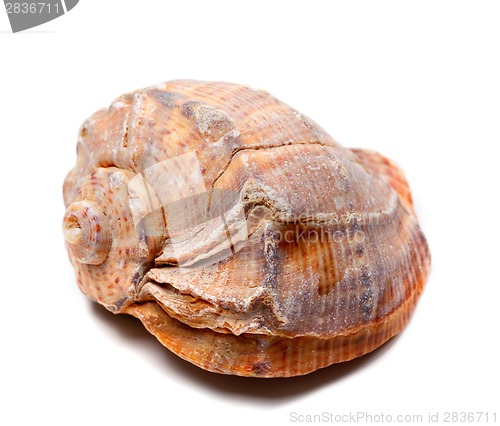 Image of Rapana shell