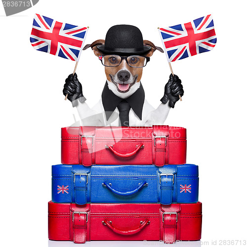 Image of british dog
