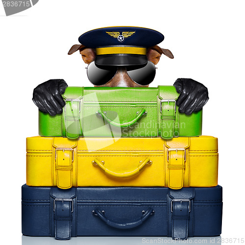 Image of luggage captain dog