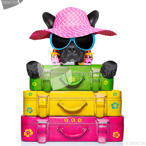 Image of holliday luggage dog