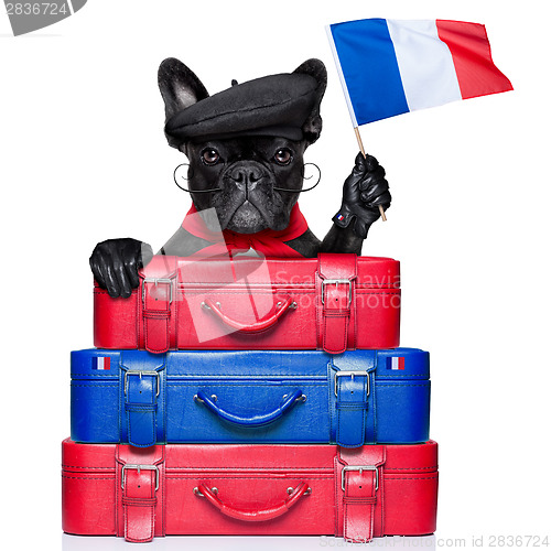 Image of french dog