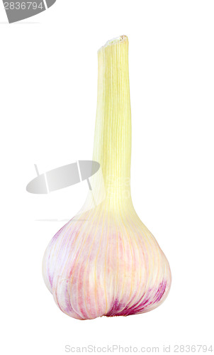 Image of Bulb of garlic