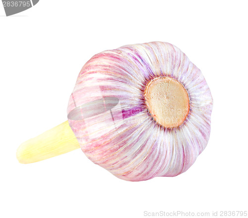 Image of Bulb of garlic