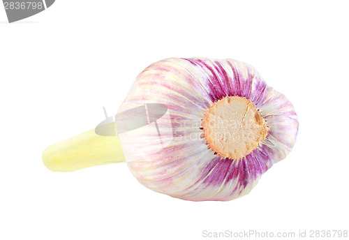 Image of Bulb of garlic