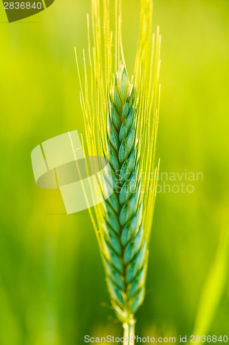 Image of Green wheat in field