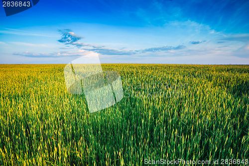 Image of Green wheat field blue sky