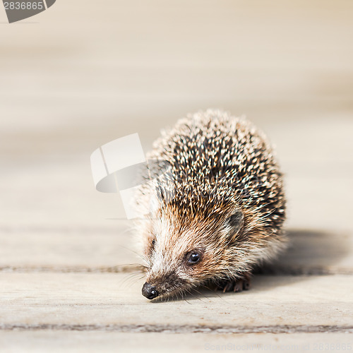 Image of Hedgehog