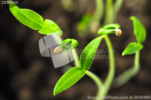 Image of Green sprout growing from seed isolate