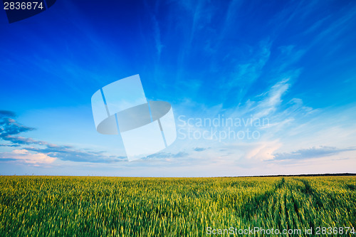 Image of Green wheat field blue sky