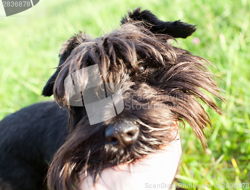 Image of Miniature schnauzer outdoors