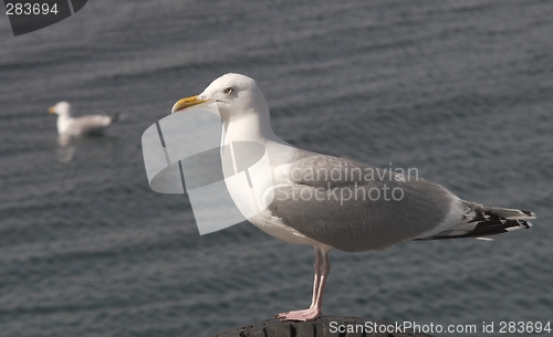 Image of Herring Gull