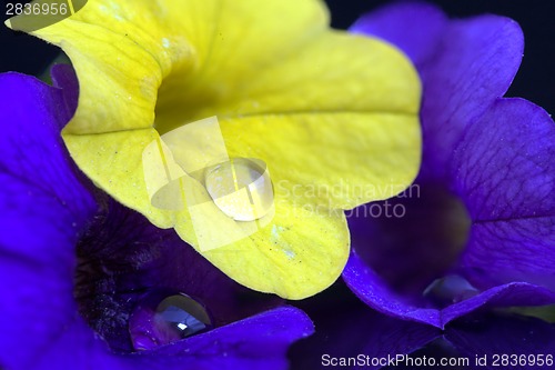 Image of Morning Glory Close up