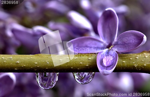 Image of Close Up Lilac