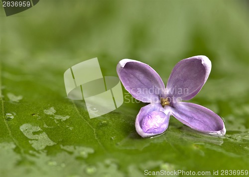 Image of Close Up Lilac