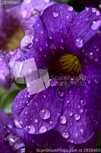 Image of Morning Glory Close up