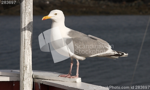 Image of Herring gull