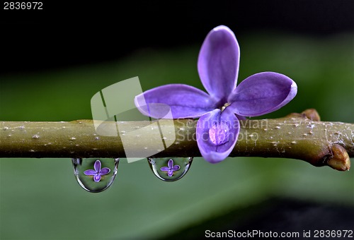 Image of Close Up Lilac