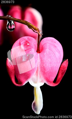 Image of Macro Bleeding Heart