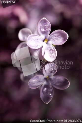 Image of Close Up Lilac