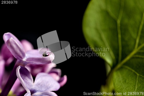 Image of Close Up Lilac