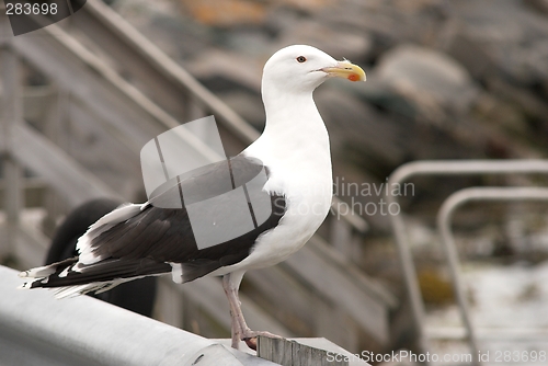 Image of Great Black-backed Gull