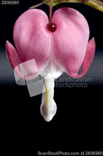 Image of Macro Bleeding Heart