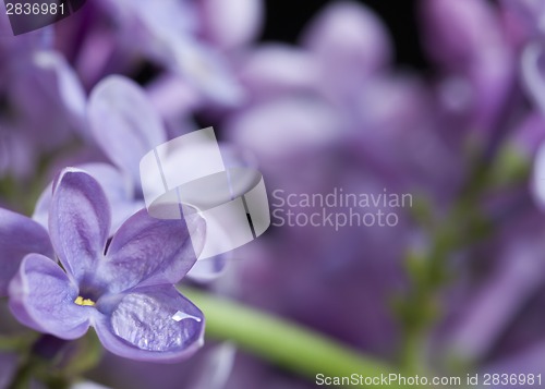 Image of Close Up Lilac
