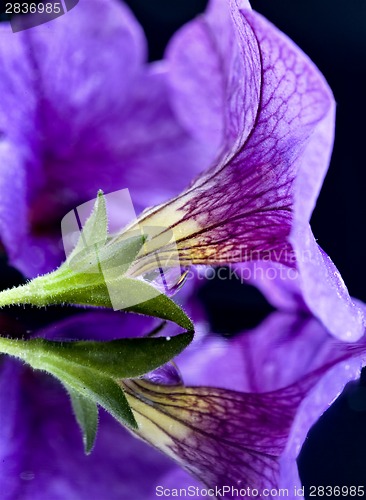 Image of Morning Glory Close up