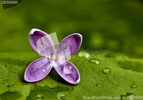 Image of Close Up Lilac