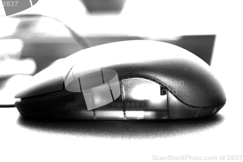 Image of B&W Mouse